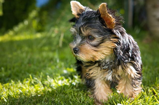 The Yorkshire Terrier is a smart dog breed with above average intelligence.