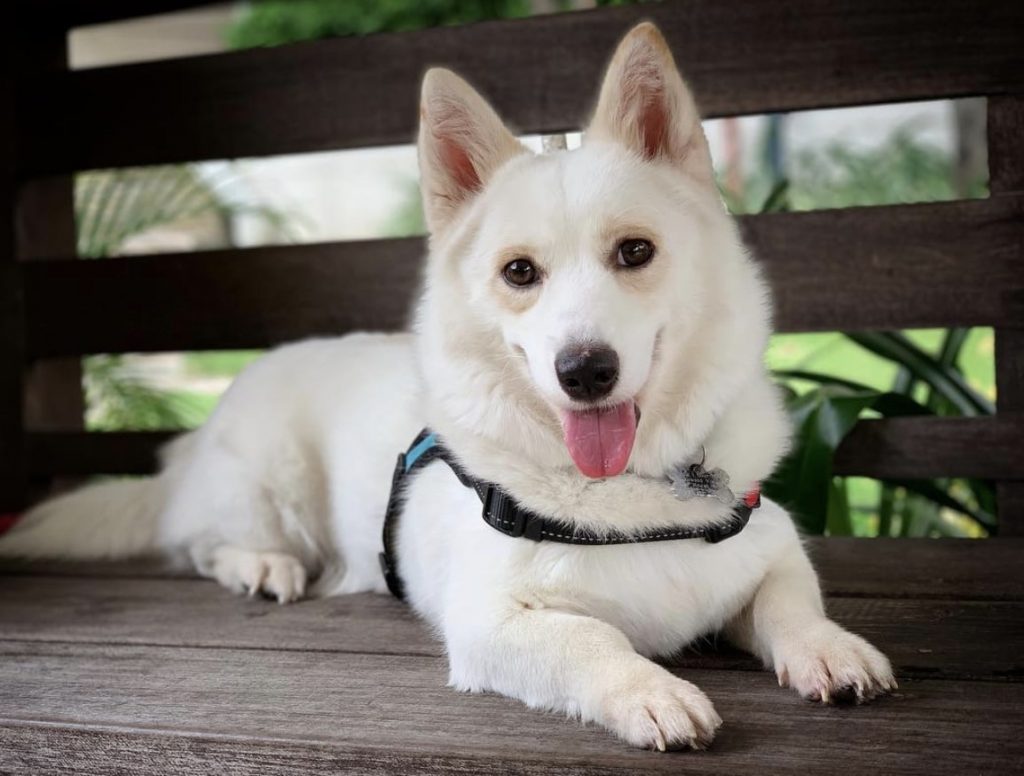 Horgi, the Husky Corgi mix, is one of the most popular mixed dog breeds today.