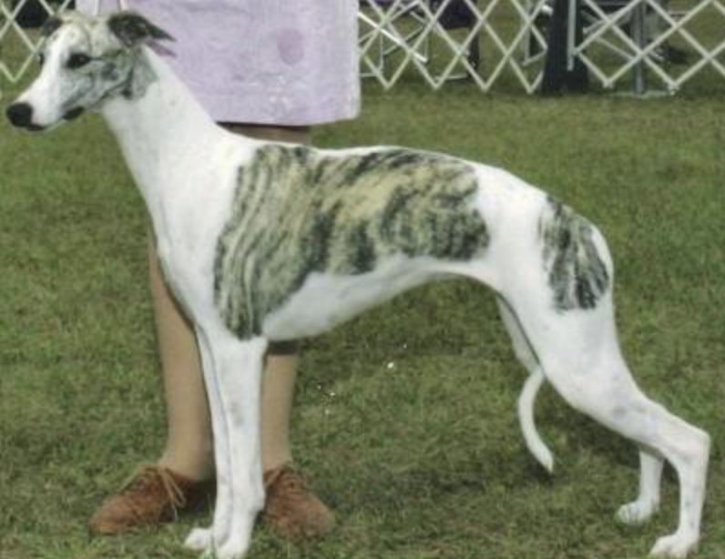 The Kaikadi dog is an excellent Indian dog that requires very little care.