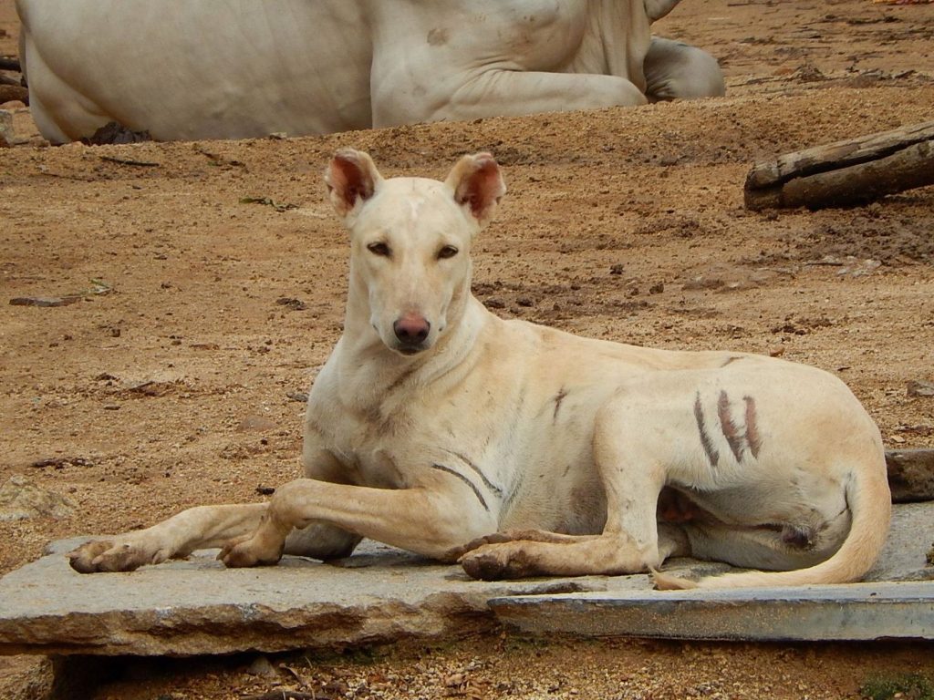 The Pandikona is hunting dog breed originating from India.