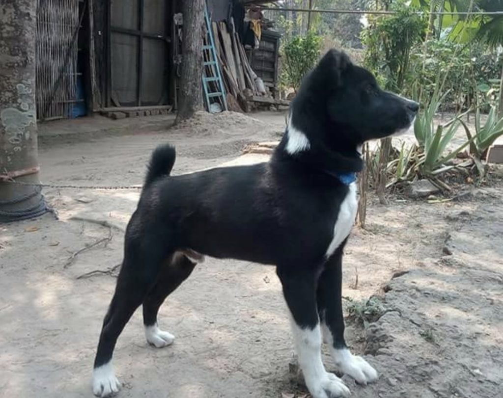 The Tangkhul hui is a powerful dog breed from India.