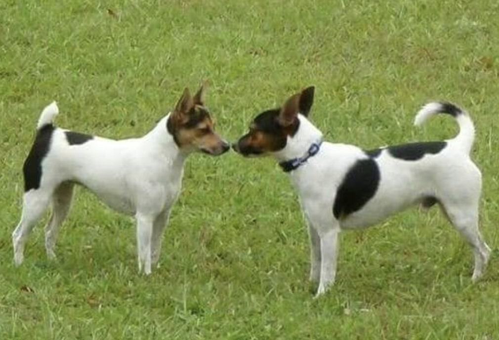 The Tenterfield Terrier is the perfect Australian breed for getting rid of pests such as rats.