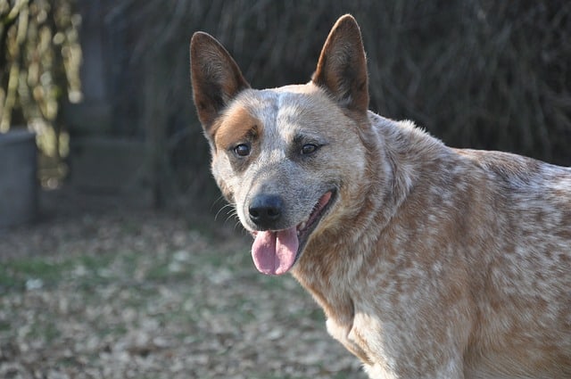 The Australian Cattle Dog just barely cracks the top 10 of most intelligent dog breeds.