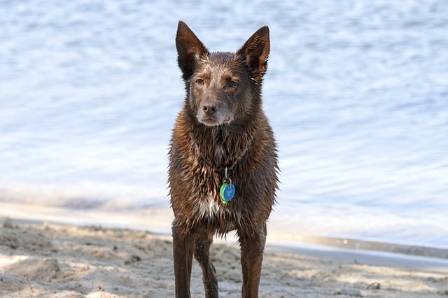 The Australian Kelpie is most known for the unusual behavior of jumping on sheeps' backs.