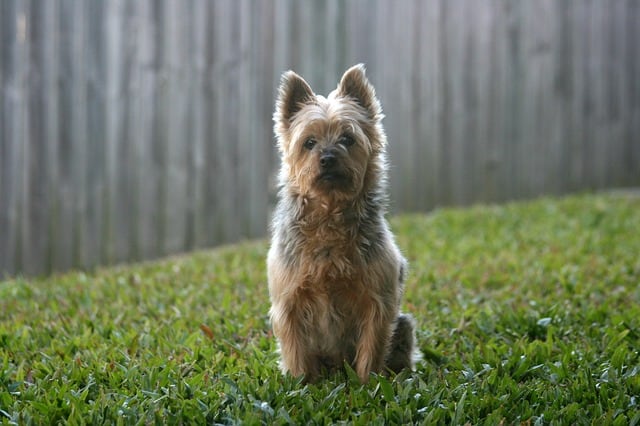 The Australian Silky Terrier is one of the best companion lap dogs to originate from Australia.