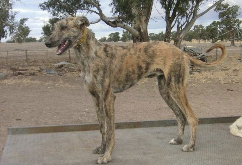 The staghound of Australia is able to take down Kangaroos.