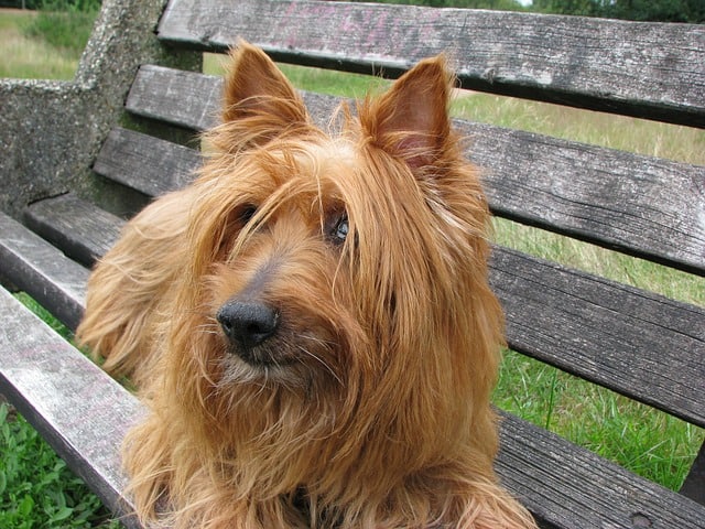 The australian terrier was originally called the rough coated terrier.