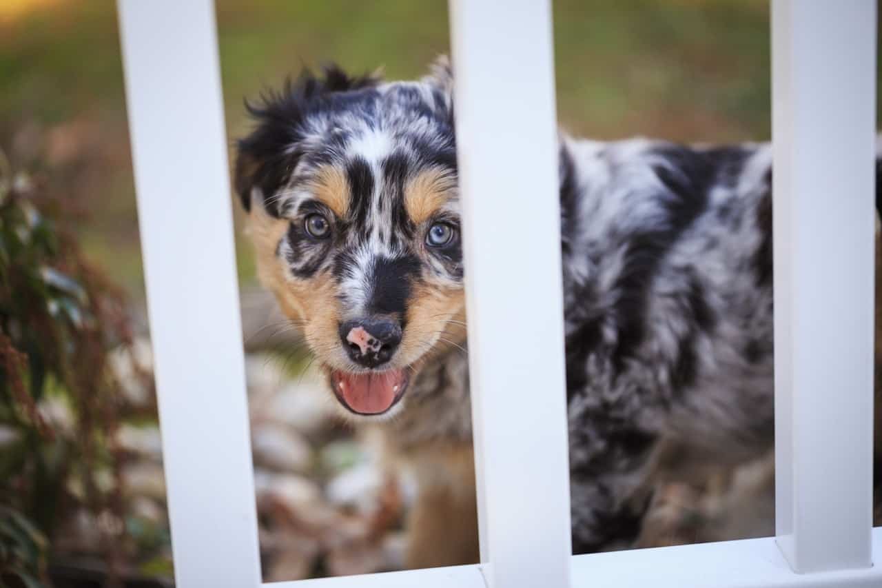 The 4 best crates for Australian Shepherds based on Amazon reviews.