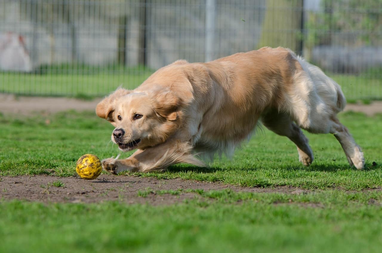Golden Retrievers aren't as aggressive or active and don't require a heavy duty dog crate.