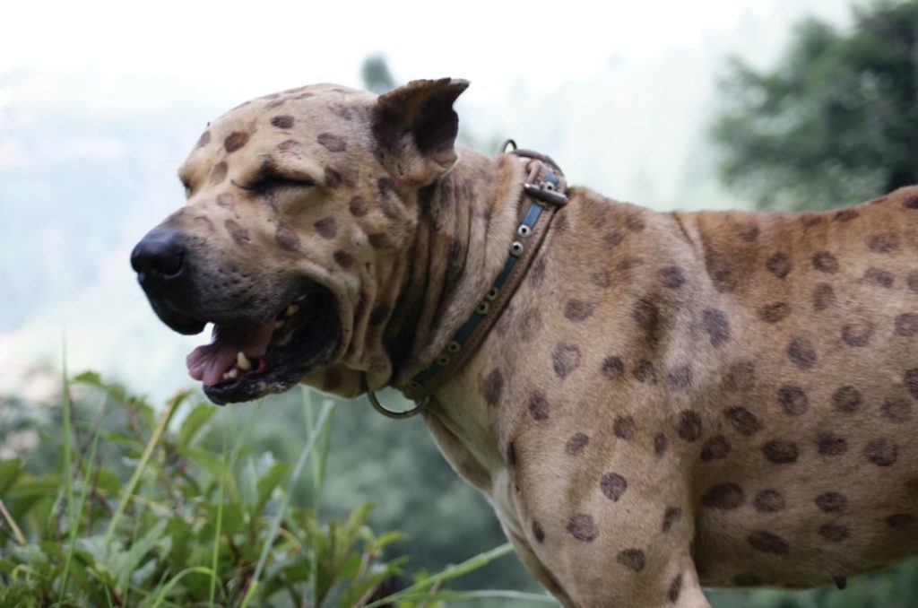 The Bully Kutta is the most ferocious Indian dog breed.