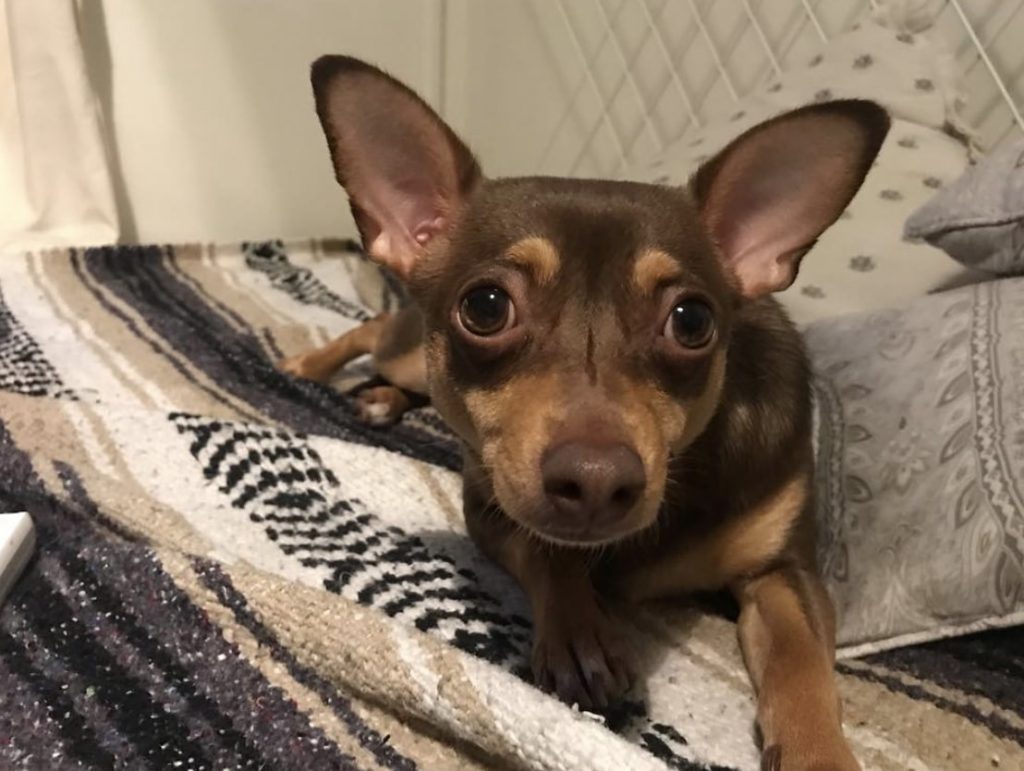 The Chiweenie is a cross between a Chihuahua and a Dachshund.