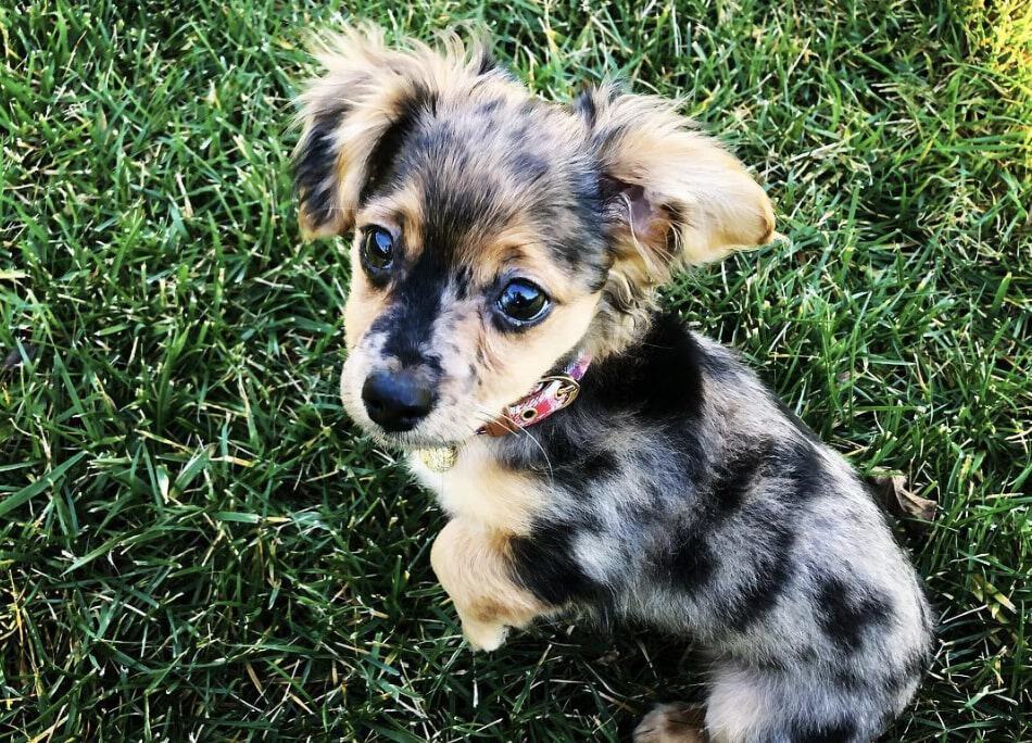 The Dachshund Chihuahua mix doesn't require a lot of exercise and food, but still needs a sufficient amount.