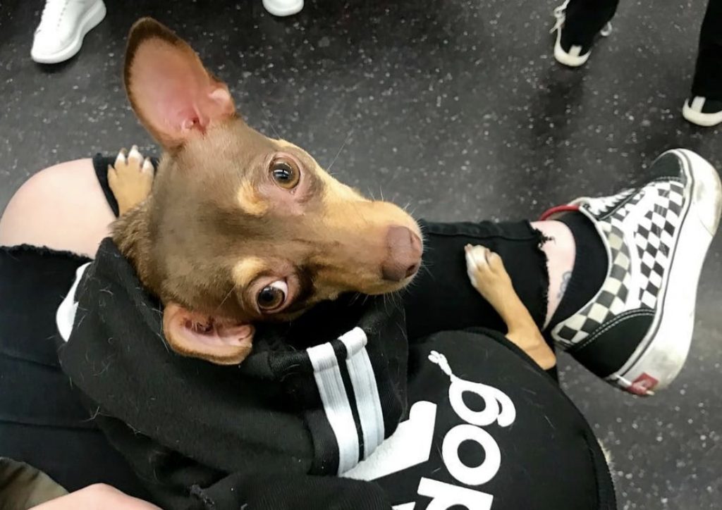 So, is the Dachshund Chihuahua mix (Chiweenie) right for you?