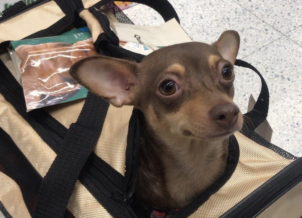 The Dachshund Chihuahua mix is one of the most popular hybrid dogs due to great temperaments.