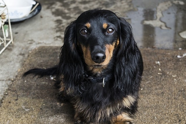 The Dachshund is a small but joyful small dog breed from Germany.