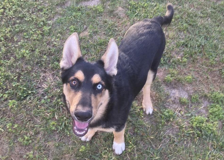 The Gerberian Shepsky has the physical appearance of a German Shepherd and eyes of the Husky.