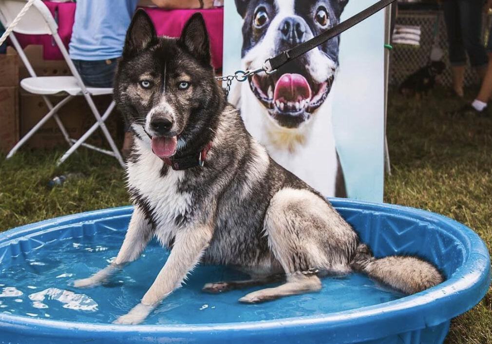 Neither the German Shepherd nor the Husky are hypoallergenic, so the Gerberian Shepsky requires some grooming.