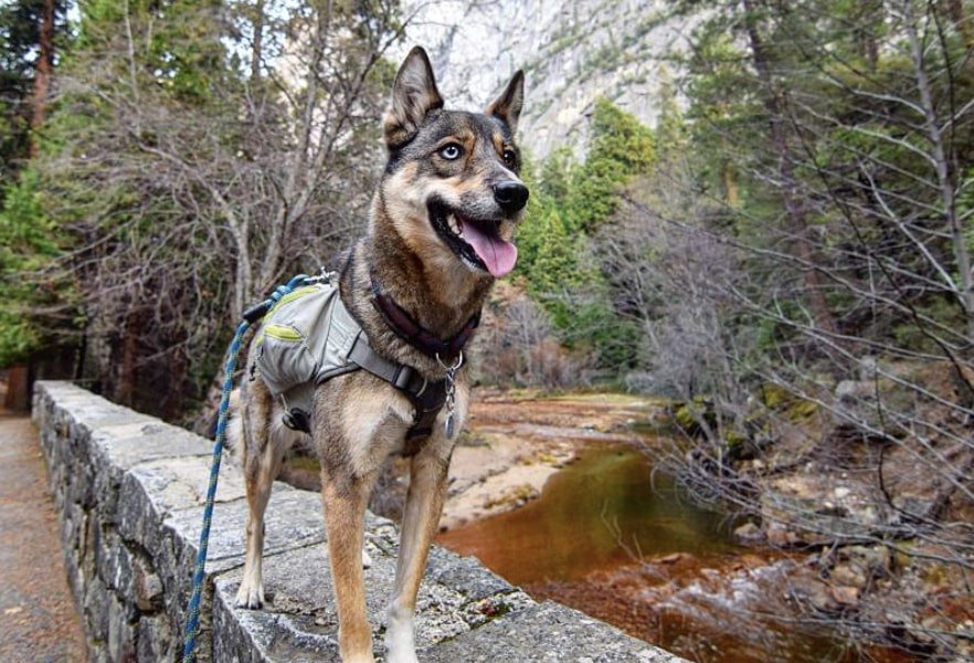 So, is the German Shepherd Husky mix right for you?