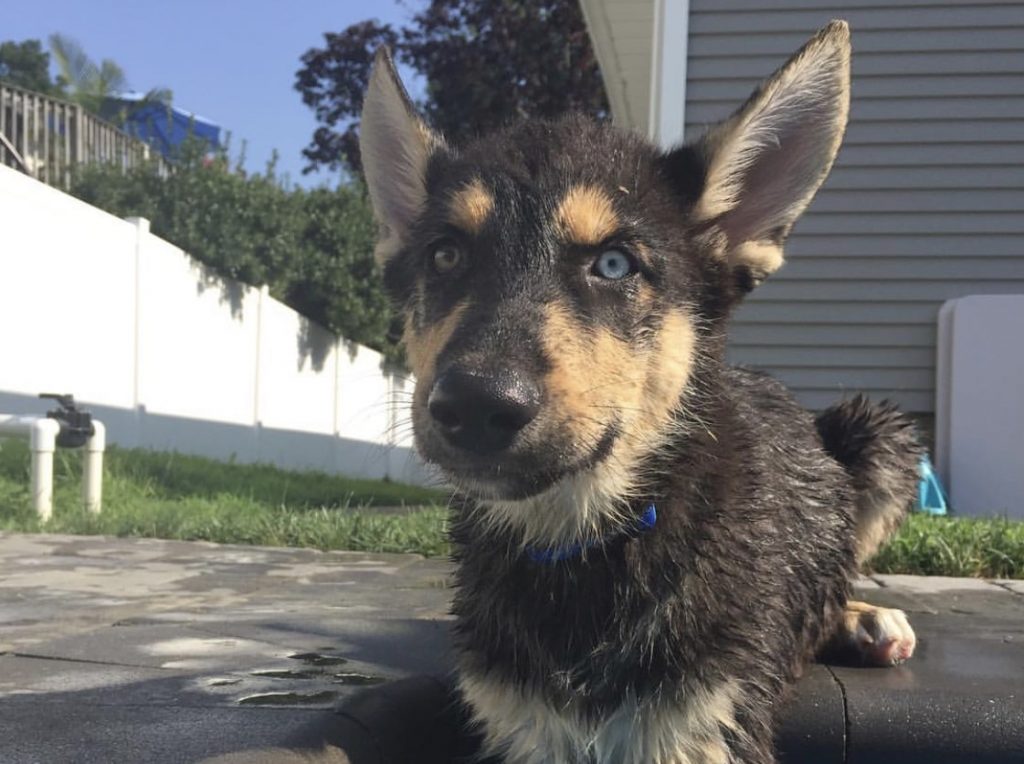 There are many potential health conditions to look out for in your Husky German Shepherd mix.