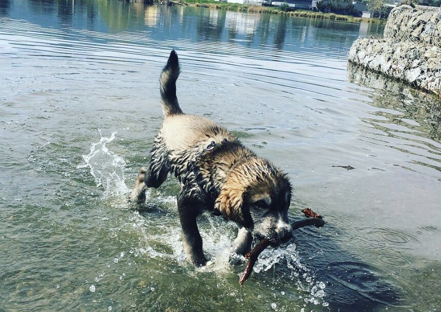 A Goberian will need a lot of daily exercise because of the Husky side.