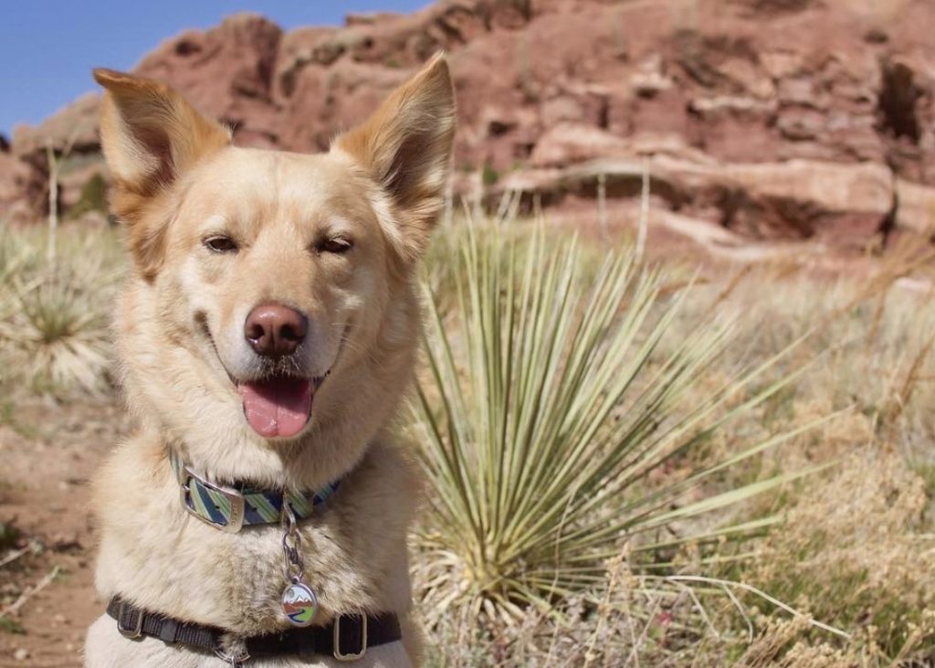 Is the Husky Golden Retriever mix right for you?