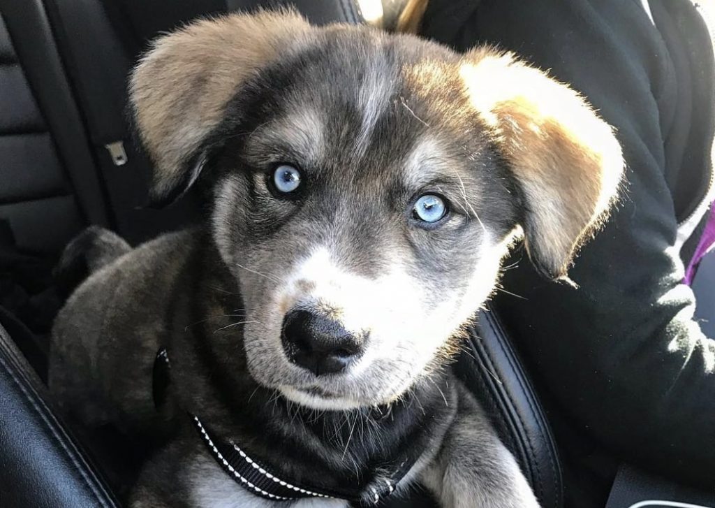 The Golden Retriever Husky mix can have very favorable temperaments, as they're sweet yet energetic dogs.