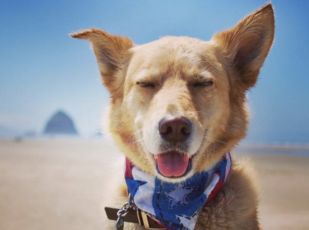 A Goberian can have the fluffy coat of a Golden Retriever with the unique eyes of a Husky.