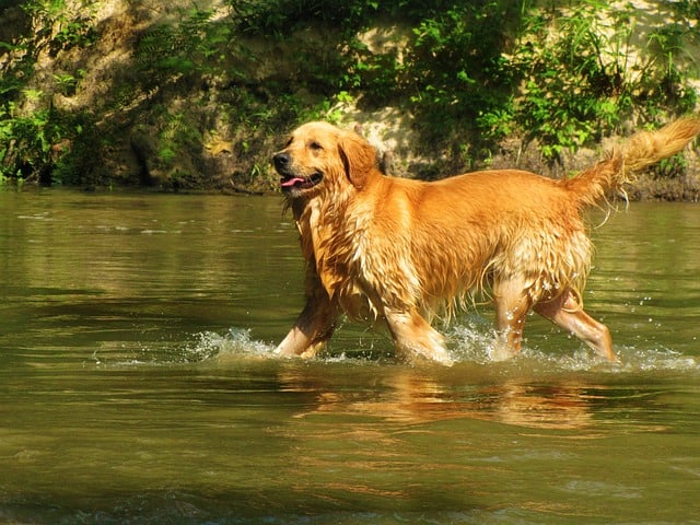 The Golden Retriever is a family dog most known for excellent temperaments.