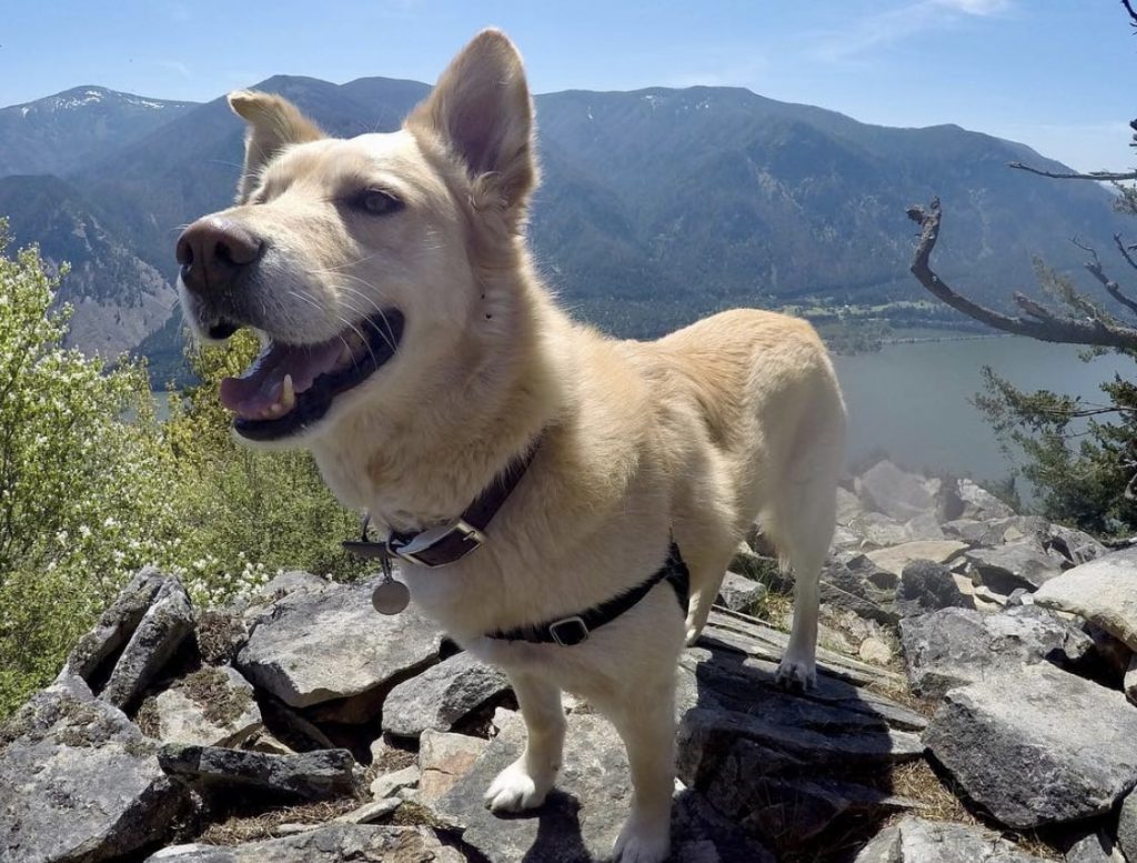 Grooming a Goberian will take some time as they are heavy shedders, especially around spring time.