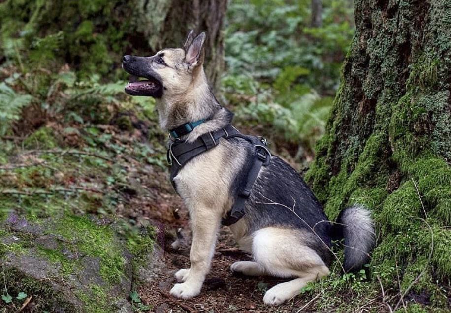 The Gerberian Shepsky is one of the most active mixed dog breeds, and require plenty of food and physical activity.