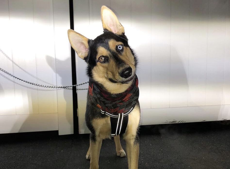 The Husky German Shepherd mix is one of the best mixed large dog breeds.