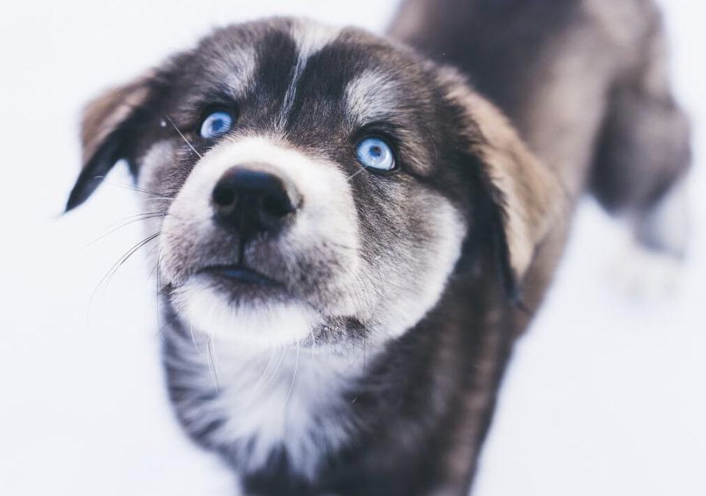 Although Goberians are relatively healthy, there are some health and medical conditions new owners should be wary of.