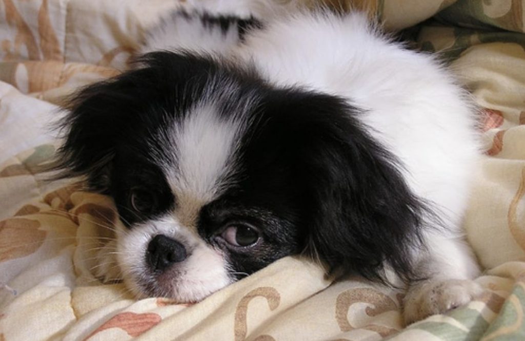 The Japanese Chin is a small working dog breed that may have originated from China.