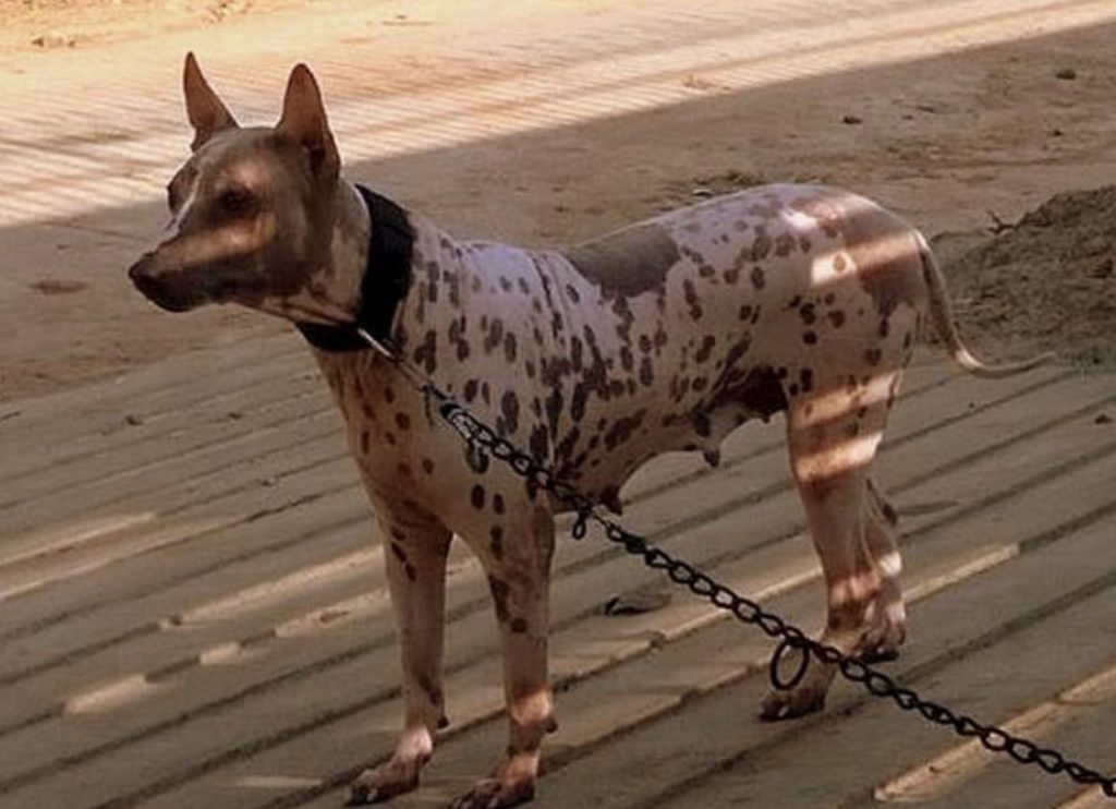 The Jonangi dog is a medium sized dog breed indigenous to India.