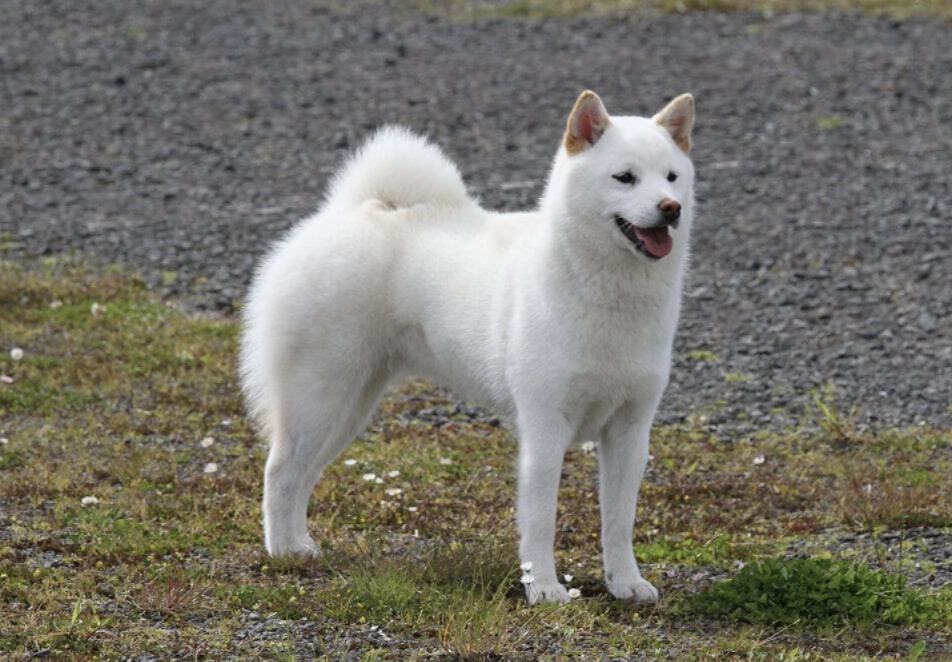 The Kishu Inu is a highly devoted dog with intense loyalty.