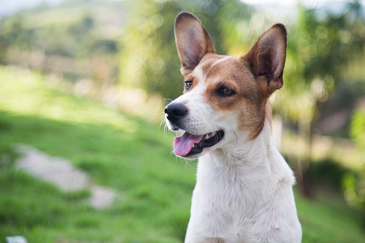There are several advantages and benefits of getting a mixed mutt breed over a purebred dog.