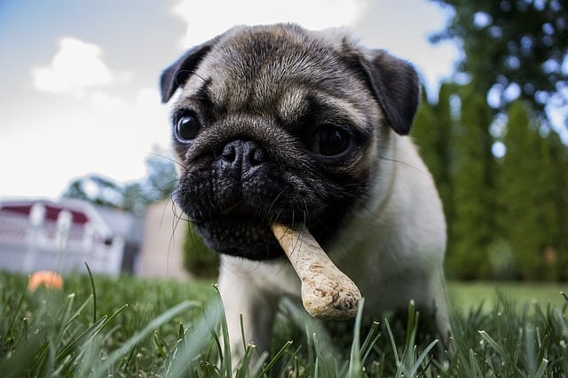 The Pug is the most surprising Chinese dog breed that no one knew was from China.