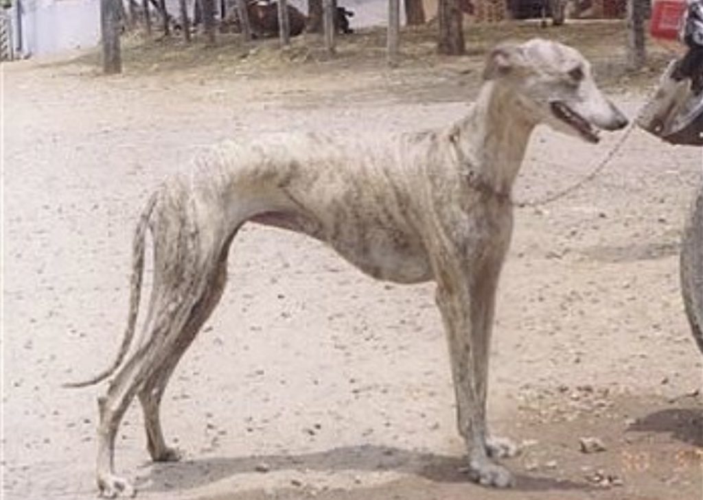 The Rampur hound is a rare and exotic dog breed from india.
