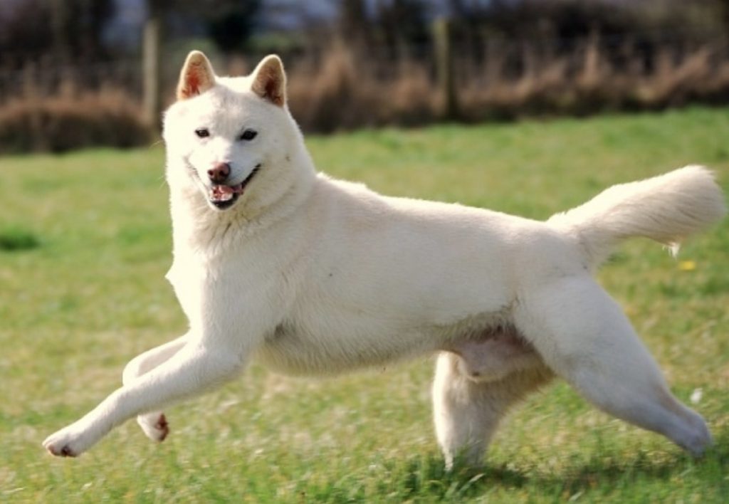 The Sanshu Inu is a rare Japanese dog breed developed from a Chow Chow and Aichi dog.