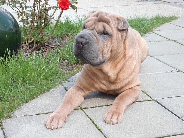 The Shar Pei is one of the oldest Chinese dog breed, estimated to have been bred in 200 BC.