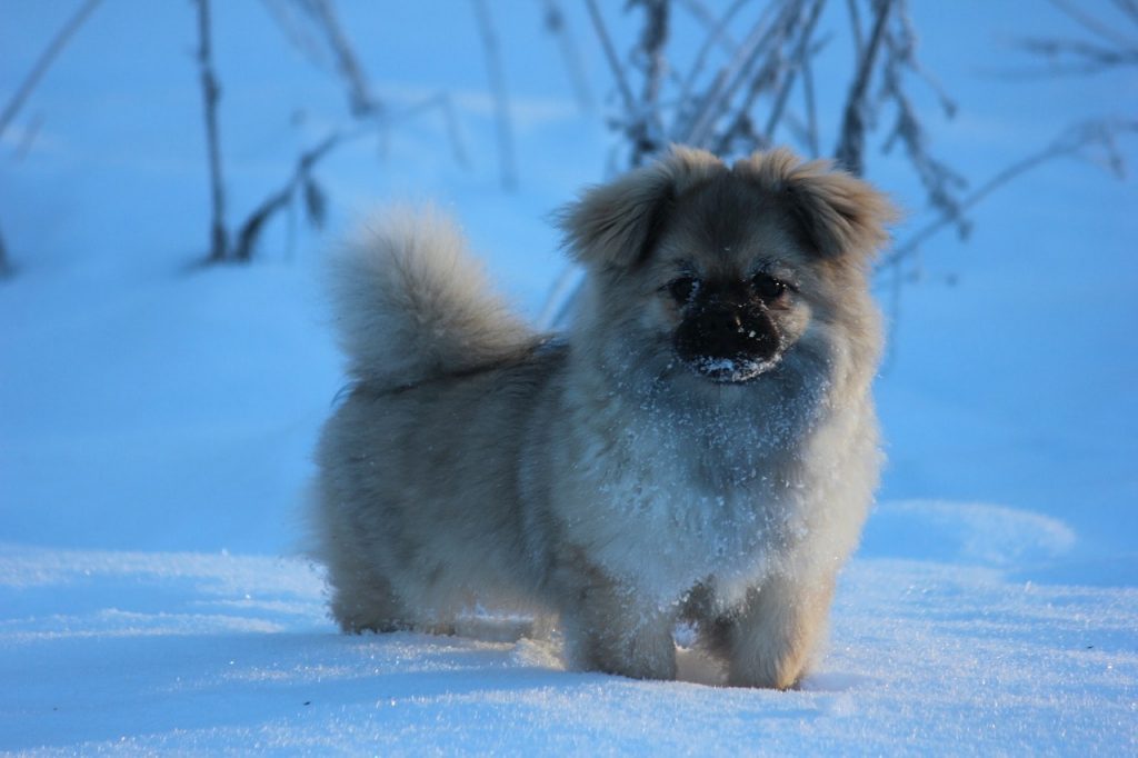 The Tibetan Spaniel has been known to work in tandem with the Tibetan Mastiff.
