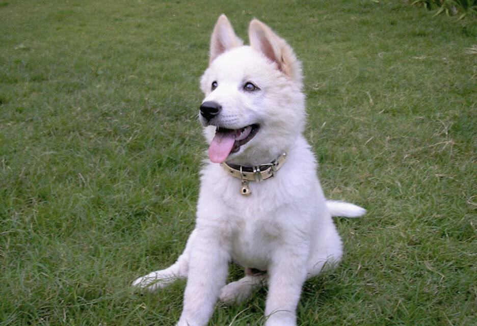 The Kintamani Dog is one of the only dog breeds to originate from Indonesia.