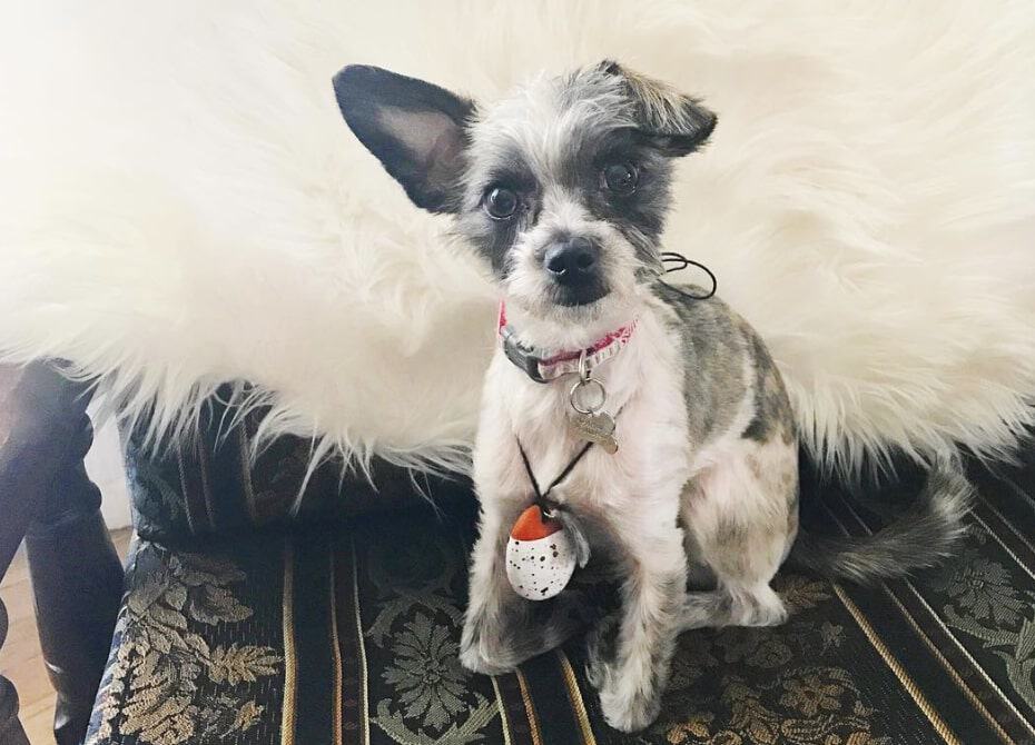 A ShiChi is a cross between a Shih Tzu and Chihuahua dog.