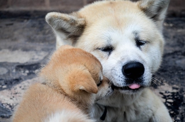 The Akita Inu is one of the most coveted Asian dog breeds to come out of Japan.