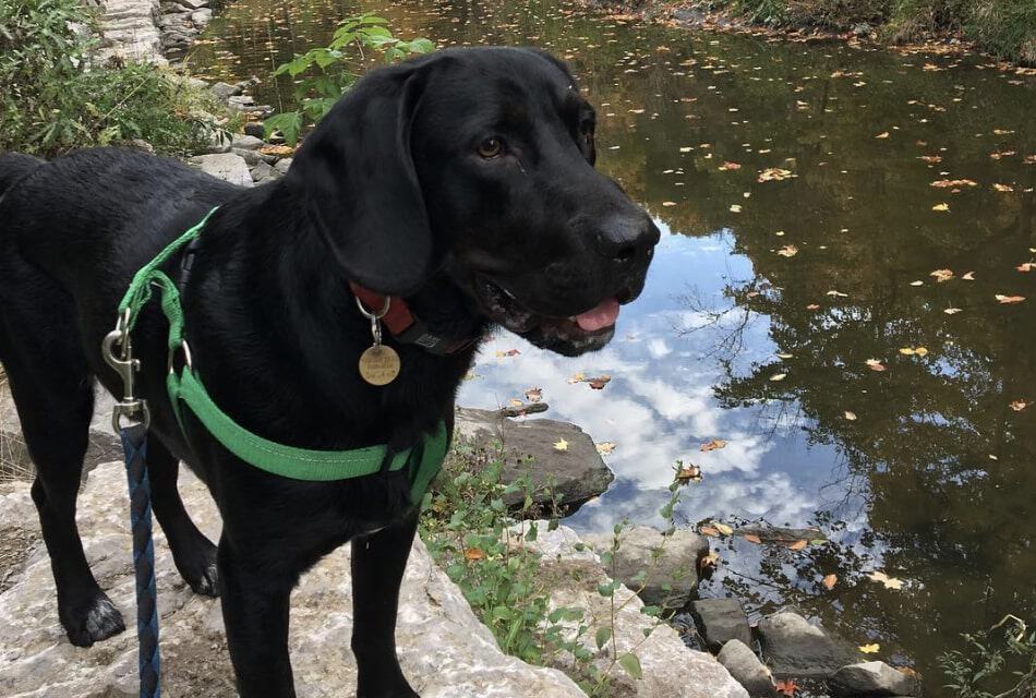 The Beagador is a combination of the Labrador Retriever and Beagle.