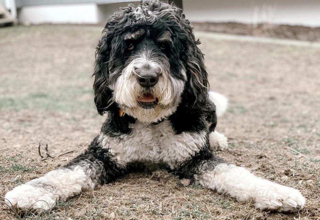 The Bernedoodle is a mix of the Bernese Mountain Dog and Poodle.