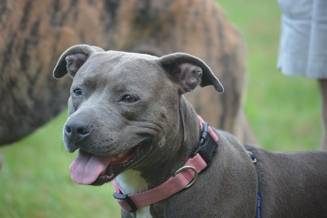 The most distinctive physical feature of the Blue Nose Pit Bull is the color of the nose.