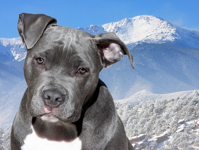 If purchased from a reputable breeder, the Blue Nose will not likely experience many health problems. However, there are still conditions to look out for.