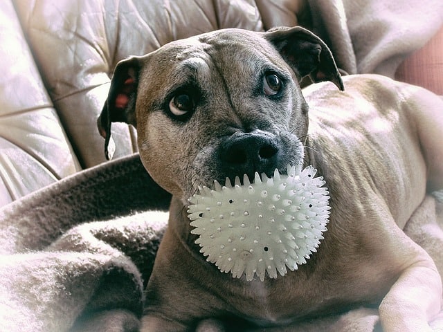 Like many other large energetic dogs, the Blue Nose Pitbull requires a lot of exercise.