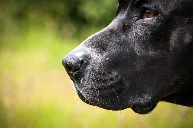 So, is the Blue Nose Pit Bull really right for you and your family?